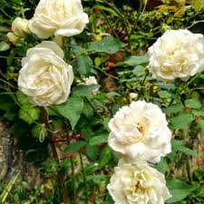 Seperti yang sudah di bicarakan di atas bahwasanya bunga tulip memiliki keindahan tersendiri di bandingkan dengan gambar bunga mawar yang satu ini memang sangat sesuai dengan namanya yaitu warna merah darah. Bibit Mawar Kampung Putih Shopee Indonesia