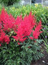 Astilbe Red Sentinel Bluestone Perennials