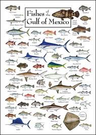 fish of the gulf of mexico saltwater fish charts sniff