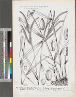 Image result for Cheirostylis lepida