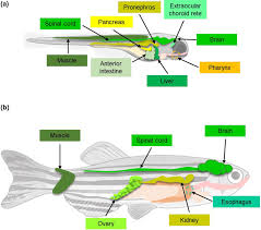 Image result for Pseudoeriosema