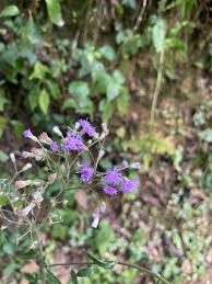 Image result for Bothriocline