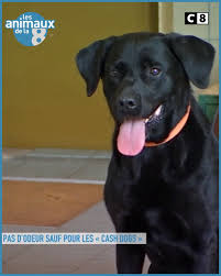 Sa famille ne quitte pas paris. Les Animaux De La 8 Posts Facebook