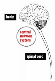 The central nervous system (cns) is that portion of the vertebrate nervous system that is composed of the brain and spinal cord. The Brain And Nervous System Noba