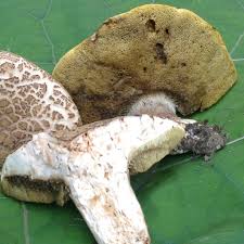 Image result for Boletus variipes