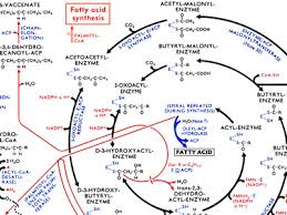 visualcomplexity com metabolic pathways