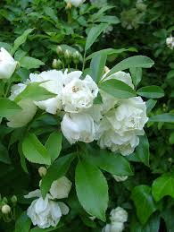 Altra rosa simile è la rosa banksiae var. Rose Bianche A Fiore Bianco Senza Spine O Quasi Rampicanti Rifiorenti A Cespuglio Un Quadrato Di Giardino
