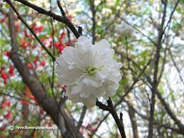 Sep 19, 2018 · while there are other peach tree pests, including leafhoppers, white peach scale, mites, and aphids, none of these is as big a problem as the peach tree borer. White Peach Blossom Peach Blossoms Peach Trees Blossom