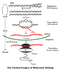 Molecular Biology Molecular Biology Central Dogma Biology