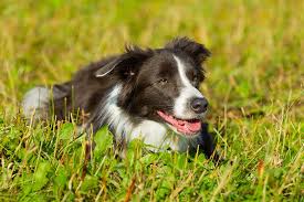 We are located in north texas, on the western edge of the dallas / fort worth metroplex. 10 Fun Facts About Border Collies Lucy Pet