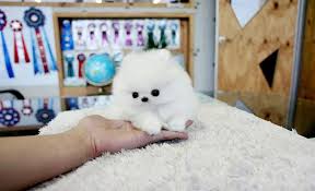 Luxury micro and mini teacup puppies for sale. Teacup Pomeranian Puppies Available Pets Show Ad Kuwait Upto Date Kuwait Upto Date