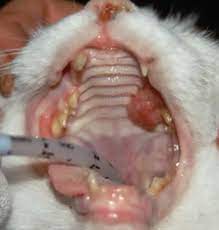 Swollen lymph nodes are a symptom of lymphoma. Feline Oral Squamous Cell Carcinoma Fact Sheet Davies Veterinary Specialists