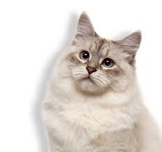 Learn more about a san diego holistic veterinarian by clicking view details, or enter a new zip code in the search box below to search again. Holistic Vet In San Diego Ca Pet Acupuncture