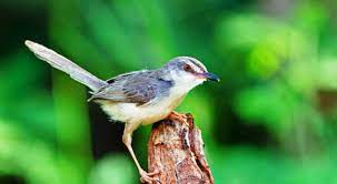 Download Suara Burung Ciblek Gacor Ngebren Mp3 Harga