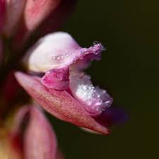 Image result for Satyrium compactum