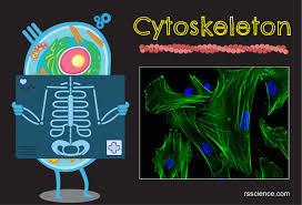 Does an animal cell have a cell wall and a nucleus? Cytoskeleton The Muscle And The Bone Of A Cell Definition Structure Function And Biology
