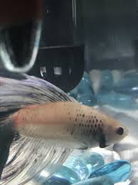 833 black betta fish sale products are offered for sale by suppliers on alibaba.com, of which fish accounts for 2%, decorations & ornaments accounts for 1%, and aquariums accounts for 1. My Betta Fish Has Black Scales My Aquarium Club