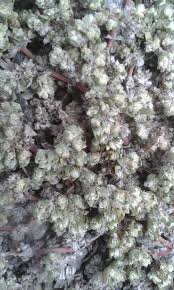 Image result for Guilleminea densa