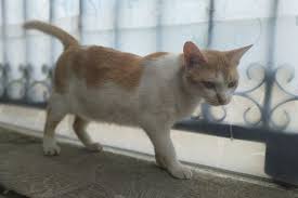Check spelling or type a new query. Kucing Berkutu Penting Untuk Segera Diobati Ini Sebabnya