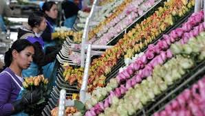 We guarantee only the freshest flowers all of the time. The Flower Industry S Impacts On Colombia On Mother S Day Global Research