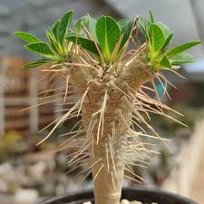Image result for Euphorbia glanduligera