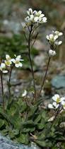 Image result for Arabis alpina