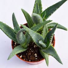 Image result for Aloe carnea