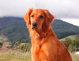 Find the best responsible breeders near you. When Our Dogs Get Sick Terra Research Oregon State University