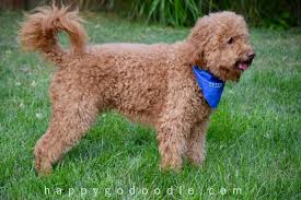 We did not find results for: What The Fluff The Real Goldendoodle Dog Stuff You Ve Always Wanted To Know Happy Go Doodle