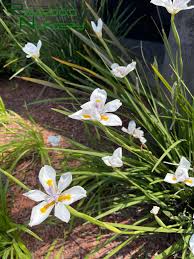 Image result for Dietes