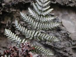 Image result for Aleuritopteris