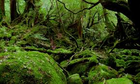 Yakushima (Island) National Park_Characteristics [MOE]
