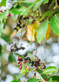 Maybe you would like to learn more about one of these? Jamun Syzygium Cumini Tropical Region Fruit Trees Fruit In Season