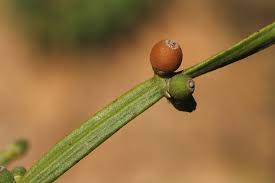 Image result for Viscum combreticola