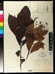 Image result for Motandra lujaei