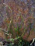 Image result for Wahlenbergia undulata