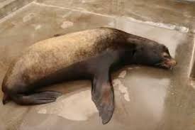 Image result for Amnesic Shellfish Poisoning