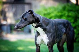 Bet it all on love 7. Easy Pets Or Fast Dogs The Problem With Labelling Greyhounds