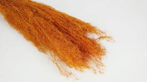 Image result for Agrostis products