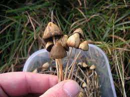 Psilocybe semilanceata, known as liberty caps are a psychoactive substance (entheogen) used for centuries in a religious, shamanic, or. Psilocybe Semilanceata Assignment Point