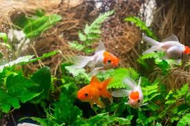 Goldfish will spawn at 1 year, but the ideal age is between two and four years. Goldfish Eggs In Tank What To Do And How To Take Care