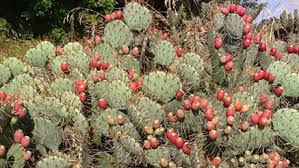 Image result for Opuntia