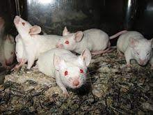 Laboratory Mouse Wikipedia