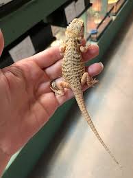 Individuals measuring up to 18 in (45 cm) are commonly found while there have been occasional discoveries of 20 in (50 cm. Z Out Of Stock Bearded Dragons Cb Silkie Het Hypo 100 He