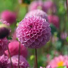 Dahlias Order Your Dahlia Tubers Online Bulbs Direct Nz Dahlia Flowers Bloom