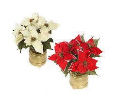 Fbl stocks light up toys, flashing hats, blinking jewelry, led glasses & more! Fiber Optic Poinsettia Arrangement With Pot Qvc Com