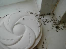 They have an uneven chest and exude a strong smell if little black ants. Js Ant Control Exterminator Las Vegas Eliminate House Ants
