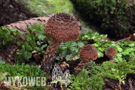 Image result for Inocybe hystrix
