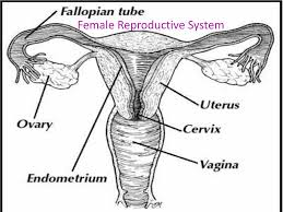 Female Reproductive System