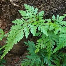 Image result for Asplenium barteri